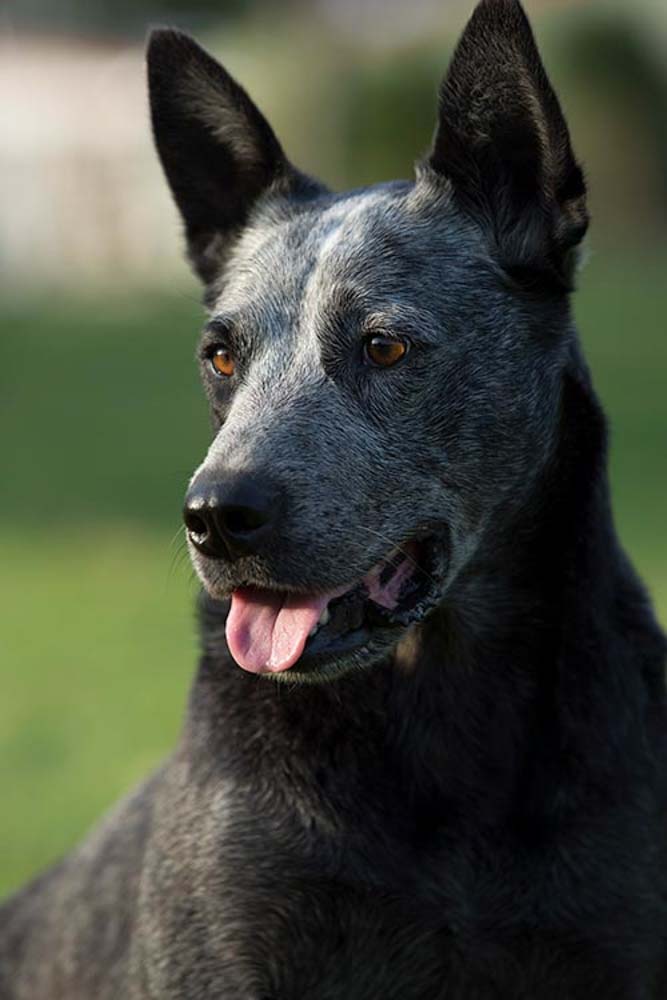 כלב בקר גידם-זנב אוסטרלי