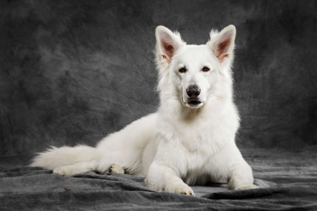 רועה שוויצרי לבן